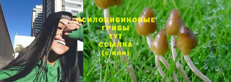 Галлюциногенные грибы MAGIC MUSHROOMS  Великий Устюг 